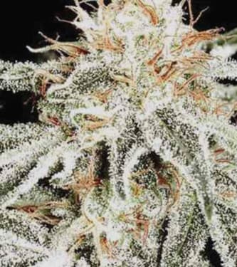 Russian Snow > Vision Seeds | Graines Féminisées  |  Indica