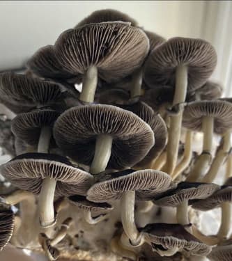 Rusty White > Magic Mushrooms | Magic Mushrooms / Psilocybin mushroom