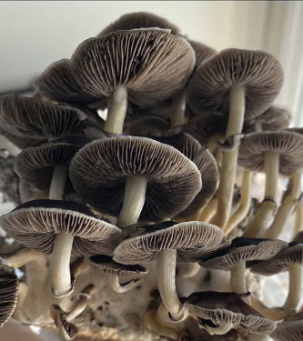 Rusty White > Magic Mushrooms