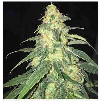 La S.A.G.E. CBD > TH Seeds | Feminisierte Hanfsamen  |  Hybrid