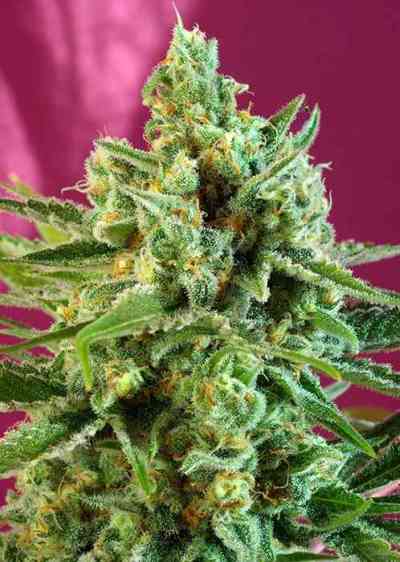 S.A.D. CBD > Sweet Seeds | Feminized Marijuana   |  hybrid