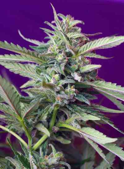 S.A.D. Auto > Sweet Seeds | Autoflowering Cannabis   |  Indica