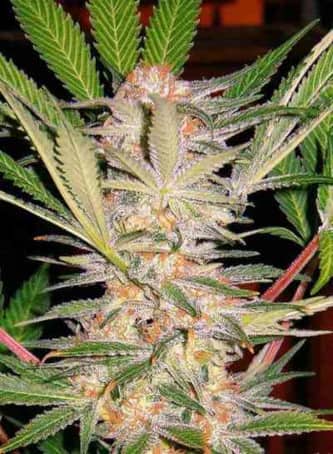 S.A.D. Sweet Afgani Delicious S1 > Sweet Seeds | Graines Féminisées  |  Indica