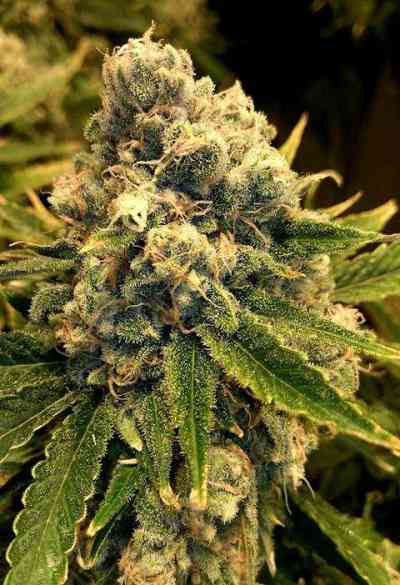 Safety Meeting graines > Jinxproof Genetics | Graines Normal  |  Indica