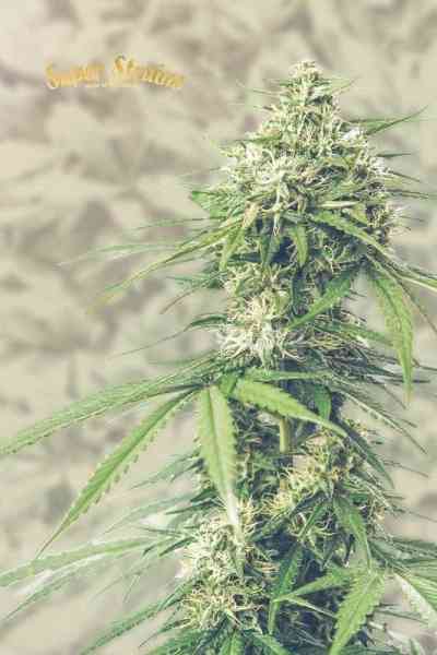 Saga Samen > Super Strains | CBD Hanfsamen  |  Hybrid