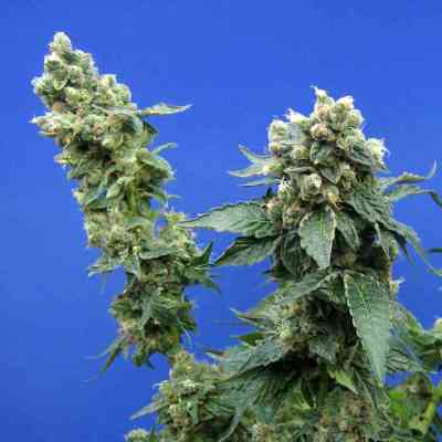 Sage n Sour > TH Seeds | Feminized Marijuana   |  Sativa