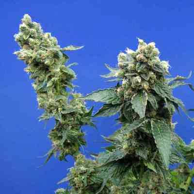 Sage n Sour > TH Seeds | Semillas feminizadas  |  Sativa