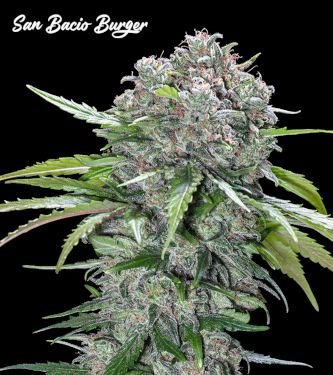 San Bacio Burger > Advanced Seeds | Feminized Marijuana   |  hybrid