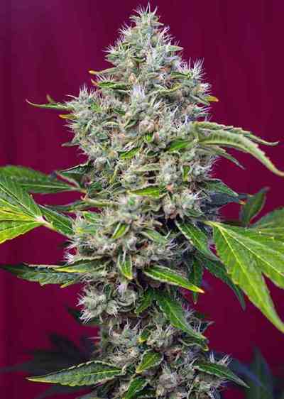 San Fernando Lemon Kush > Sweet Seeds | Feminized Marijuana   |  Sativa