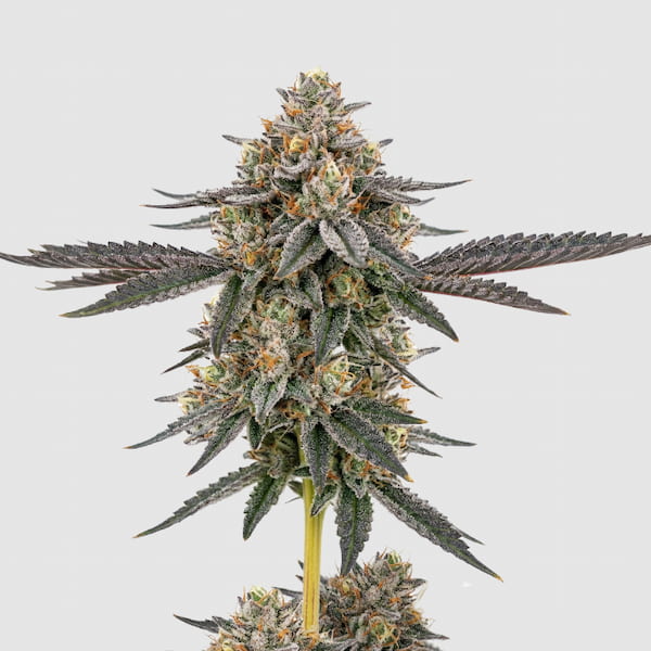 San Fernando Valley x The Purps Seed > Growers Choice | Feminized Cannabis   |  Indica