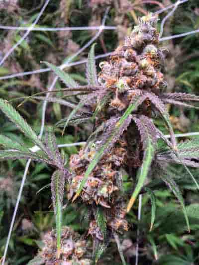 Sangria semilla > TGA Subcool Seeds | Semillas Regulares  |  Híbrido
