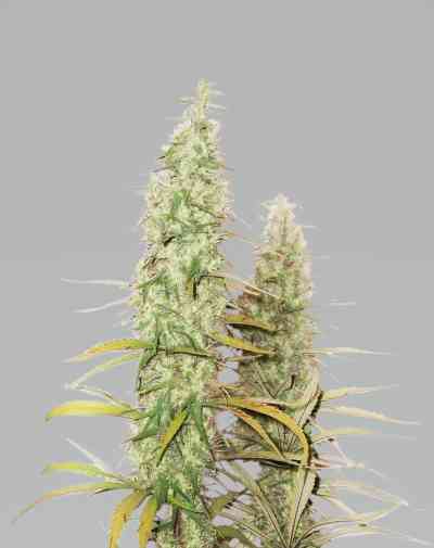 Santa Marta Haze Autoflower Samen > Seed Stockers |