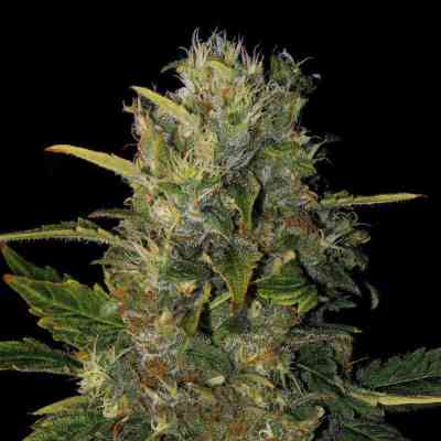 Santa Muerte > Blim Burn Seeds