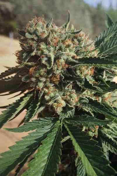 Sapphire OG > Humboldt Seed Organisation | Feminized Marijuana   |  Indica