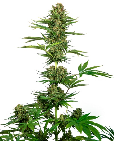 Satin Black Domina CBD > Sensi Seeds | CBD Hanfsamen  |  Hybrid