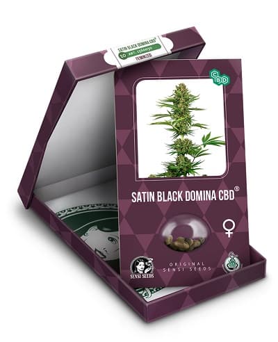 Satin Black Domina CBD > Sensi Seeds | CBD cannabis seeds  |  Hybrid