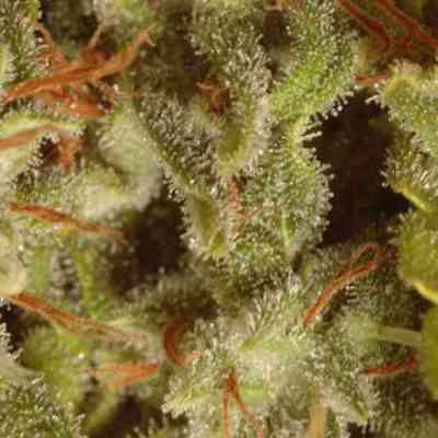 Collection Pack Sativa Champions > Paradise Seeds