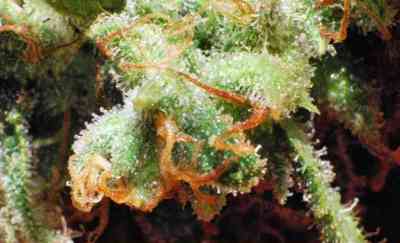 Sativa des Rois > French Touch Seeds | Feminized Marijuana   |  Sativa