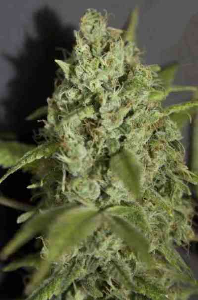 Sativa des Rois > French Touch Seeds