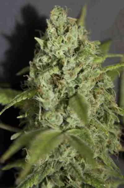 Sativa des Rois > French Touch Seeds | Feminized Marijuana   |  Sativa