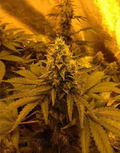 Sativa des Rois > French Touch Seeds | Semillas feminizadas  |  Sativa