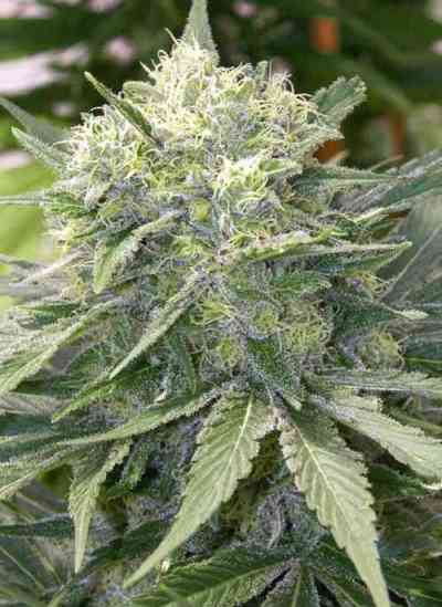 Satori > Mandala Seeds | Graines Normal  |  Sativa