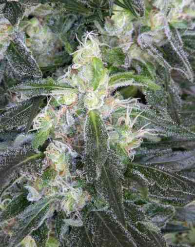 Satori > Mandala Seeds | Graines Normal  |  Sativa