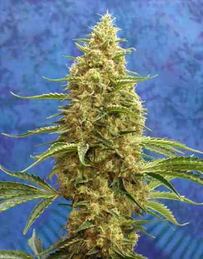 Satori > Mandala Seeds | Regular Marijuana   |  Sativa