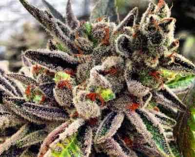 Scott\'s OG > Rare Dankness Seeds | Feminisierte Hanfsamen  |  Indica