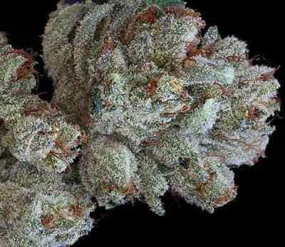 Scott\'s OG > Rare Dankness Seeds | Feminized Marijuana   |  Indica