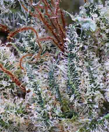 Scott\'s OG > Rare Dankness Seeds | Feminized Marijuana   |  Indica