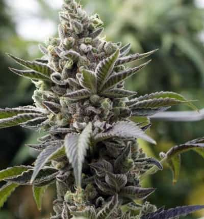 Scott\'s OG > Rare Dankness Seeds | Feminisierte Hanfsamen  |  Indica