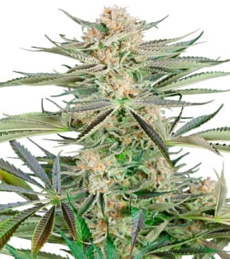 Screwdriver OG > Sensi Seeds | Feminisierte Hanfsamen  |  Sativa