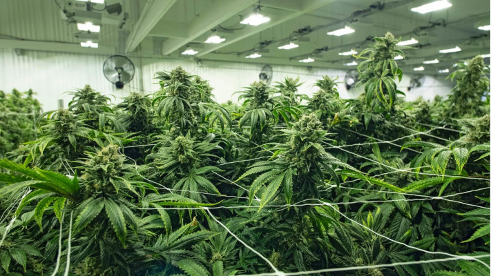 Plantation de cannabis 