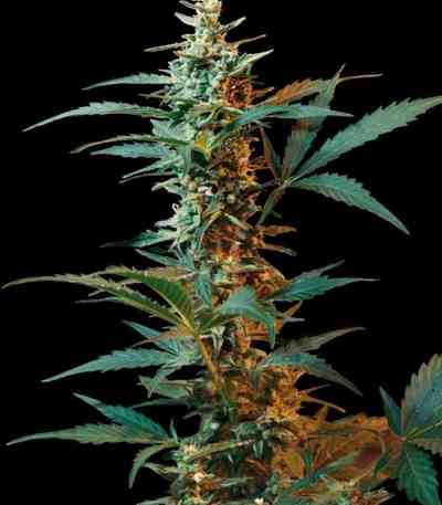 Nordika Seed > Seeds of Life | Autoflowering Cannabis   |  Sativa