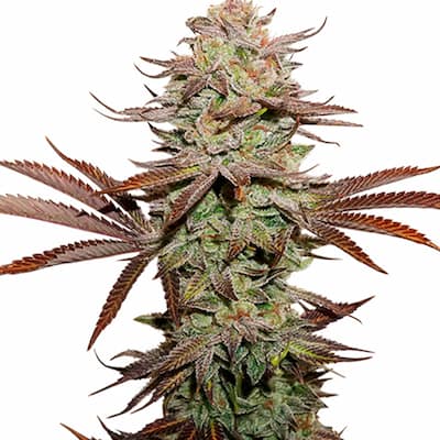 Sticky Fingers Autoflower > Seed Stockers | Autoflowering Hanfsamen  |  Hybrid