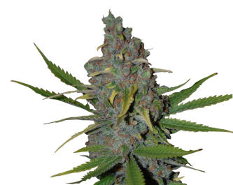 Gelato 41 Fast > Seed Stockers | Feminized Marijuana   |  Indica