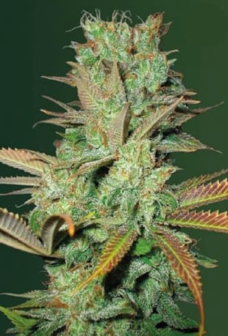 Seemango > Victory Seeds | Feminisierte Hanfsamen  |  Indica