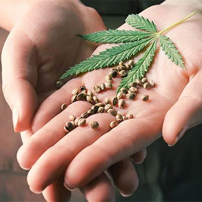 Hanfsamen in der Hand neben Cannabisblatt – Auswahl von Saatgut für den Anbau