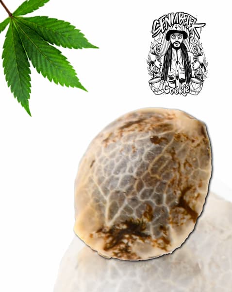 Senmbelek Cookies Seed > French Touch Seeds | Feminized Cannabis   |  Indica