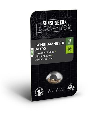 Sensi Amnesia Auto > Sensi Seeds | Autoflowering Hanfsamen  |  Sativa