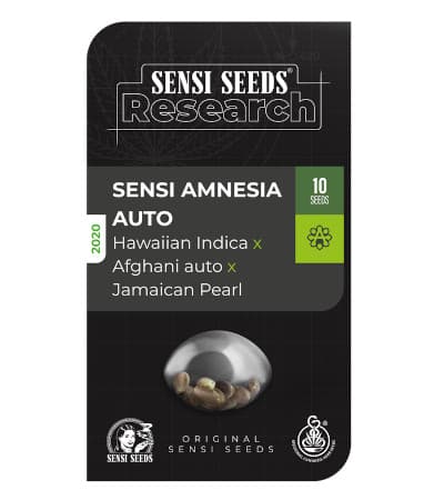 Sensi Amnesia Auto > Sensi Seeds | Autoflowering Hanfsamen  |  Sativa