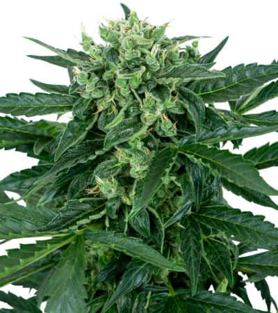 Sensi Amnesia Auto > Sensi Seeds | Autoflowering Cannabis   |  Sativa