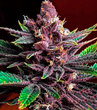 Sensi Purple Kush > Sensi Seeds | Graines Féminisées  |  Indica