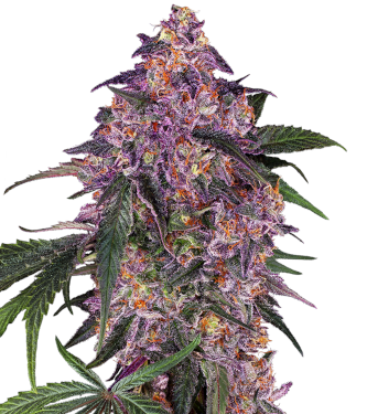 Sensi Purple Kush > Sensi Seeds | Feminized Marijuana   |  Indica