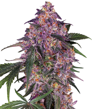 Sensi Purple Kush > Sensi Seeds | Graines Féminisées  |  Indica