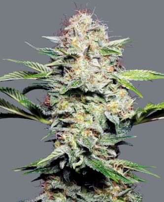 Sensi Skunk Automatic > Sensi Seeds | Autoflowering Cannabis   |  Indica