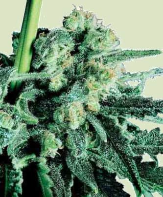 Sensi Skunk > Sensi Seeds | Feminized Marijuana   |  Indica