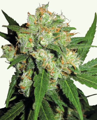 Sensi Skunk > Sensi Seeds | Graines Féminisées  |  Indica