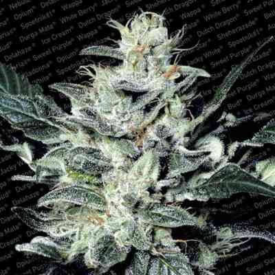 Sensi Star > Paradise Seeds | Feminisierte Hanfsamen  |  Indica